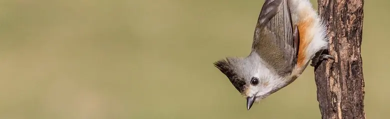 Black-crested titmouse