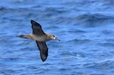 Black-footed albatross