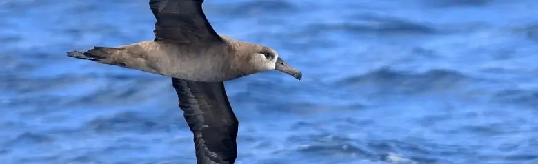 Black-footed albatross