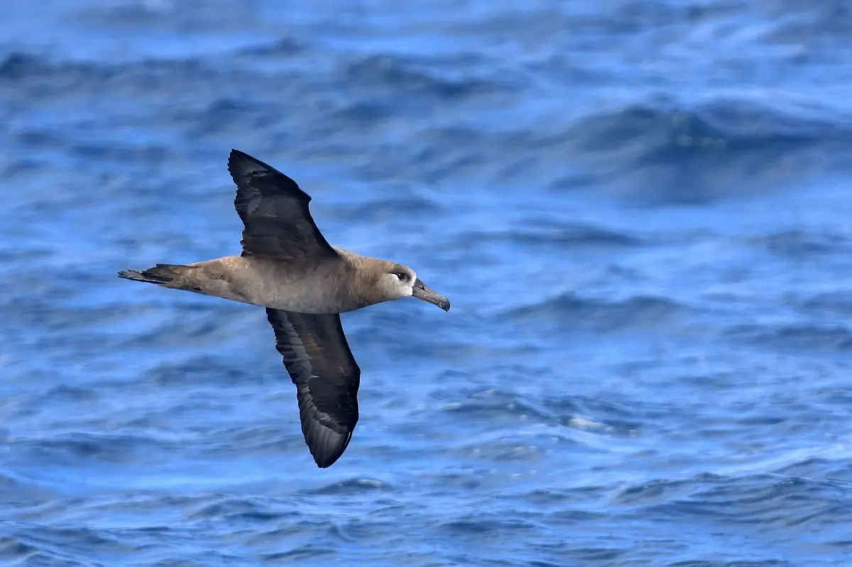 Black-footed albatross