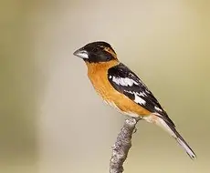 Black-headed grosbeak