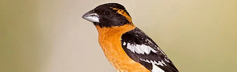 Black-headed grosbeak