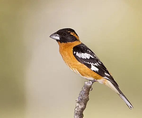 Black-headed grosbeak