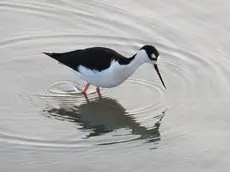 Black-necked stilt