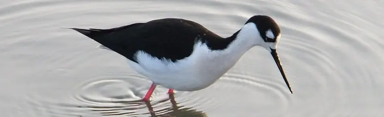 Black-necked stilt