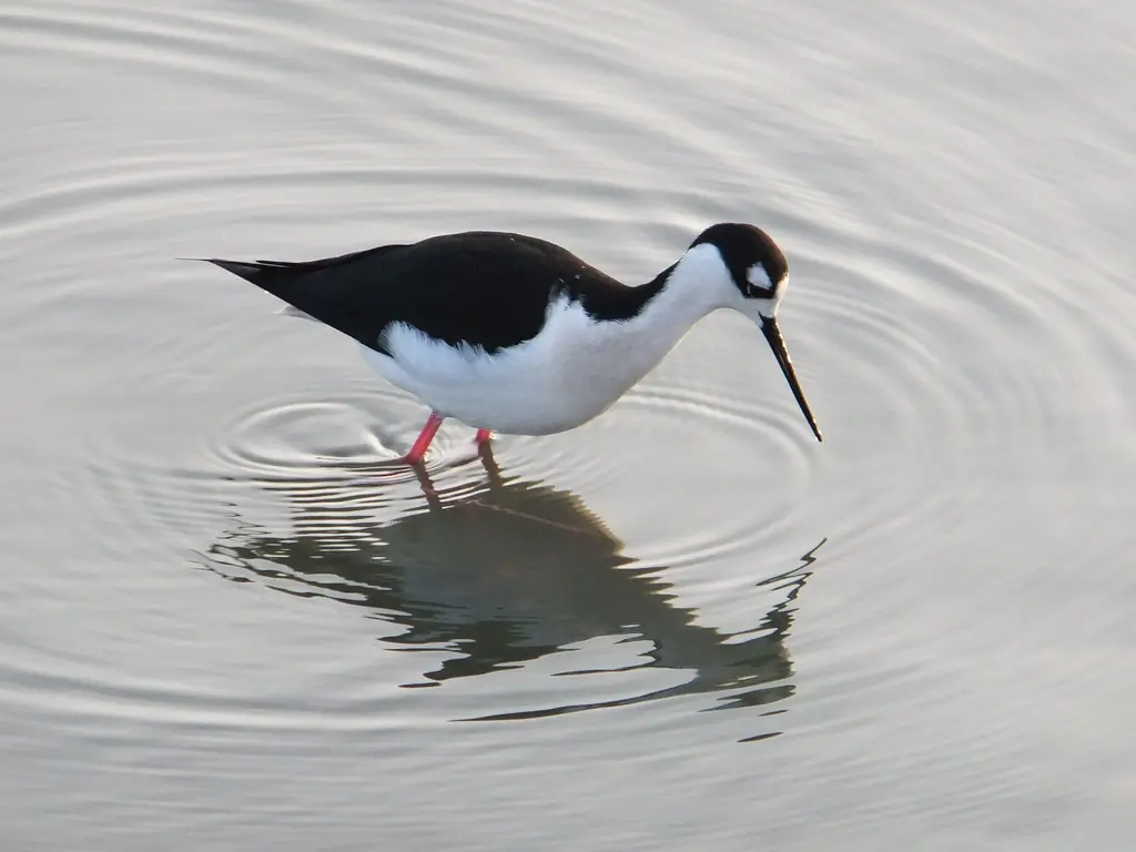 Black-necked stilt
