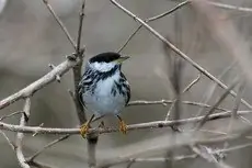 Blackpoll warbler