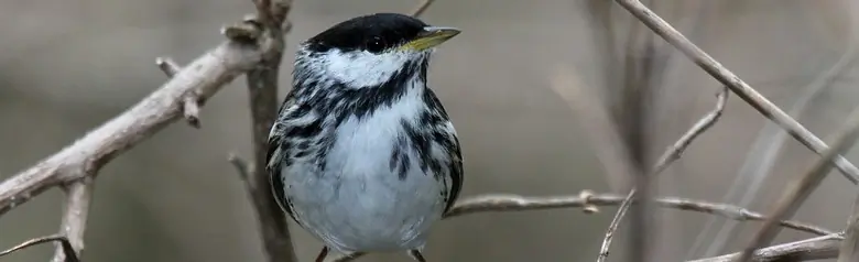 Blackpoll warbler
