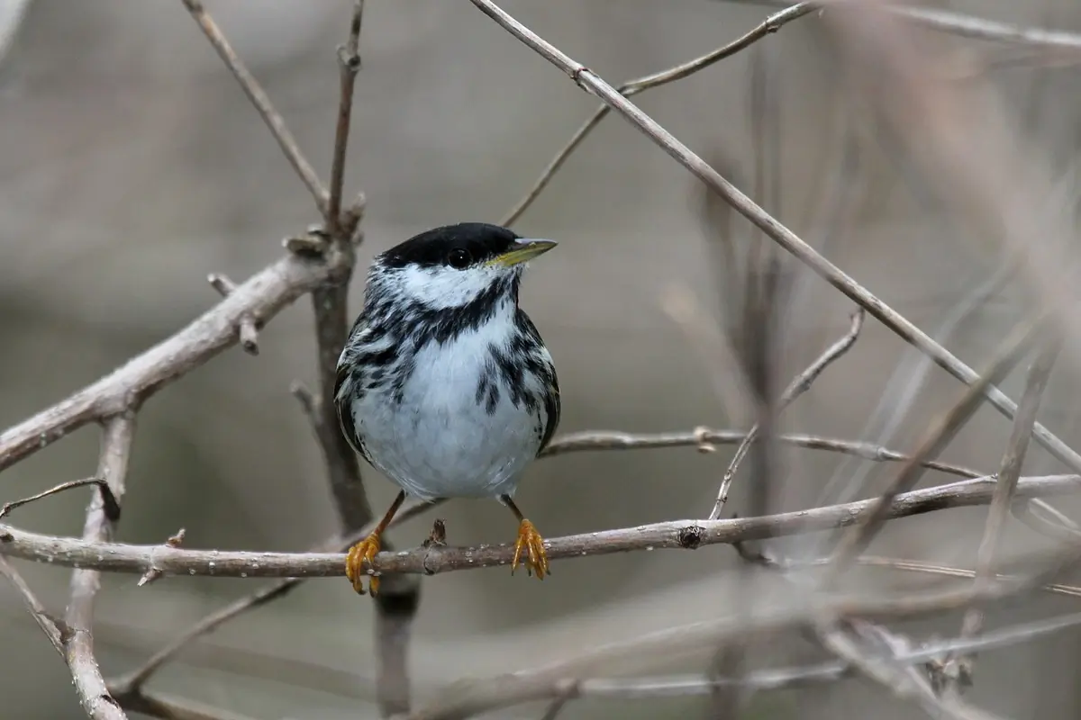 Blackpoll warbler