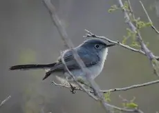 Black-tailed gnatcatcher