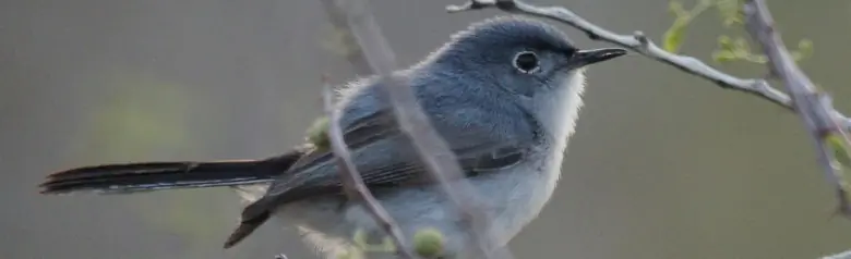 Black-tailed gnatcatcher