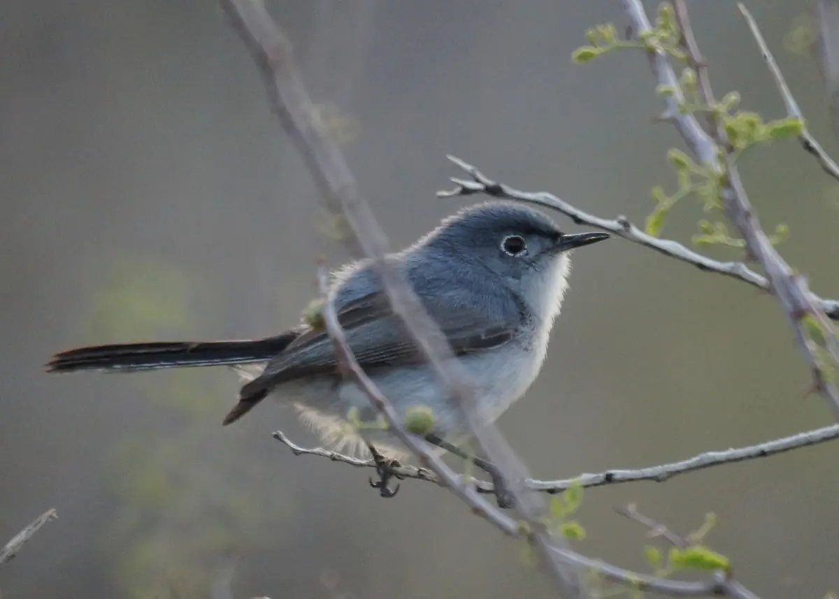 Black-tailed gnatcatcher
