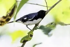 Black-throated blue warbler