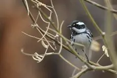 Black-throated gray warbler