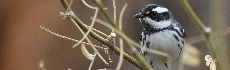 Black-throated gray warbler