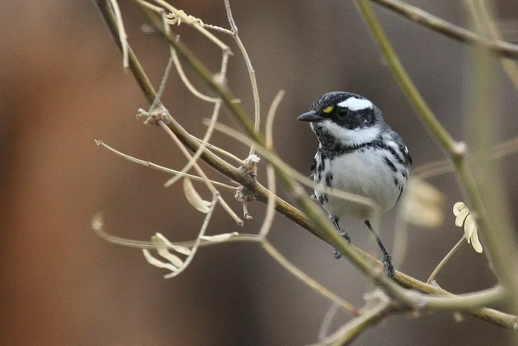 Black-throated gray warbler