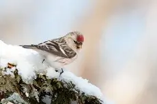 Arctic Redpoll