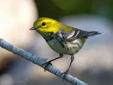 Black-throated green warbler