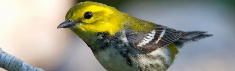 Black-throated green warbler
