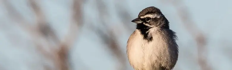 Black-throated sparrow