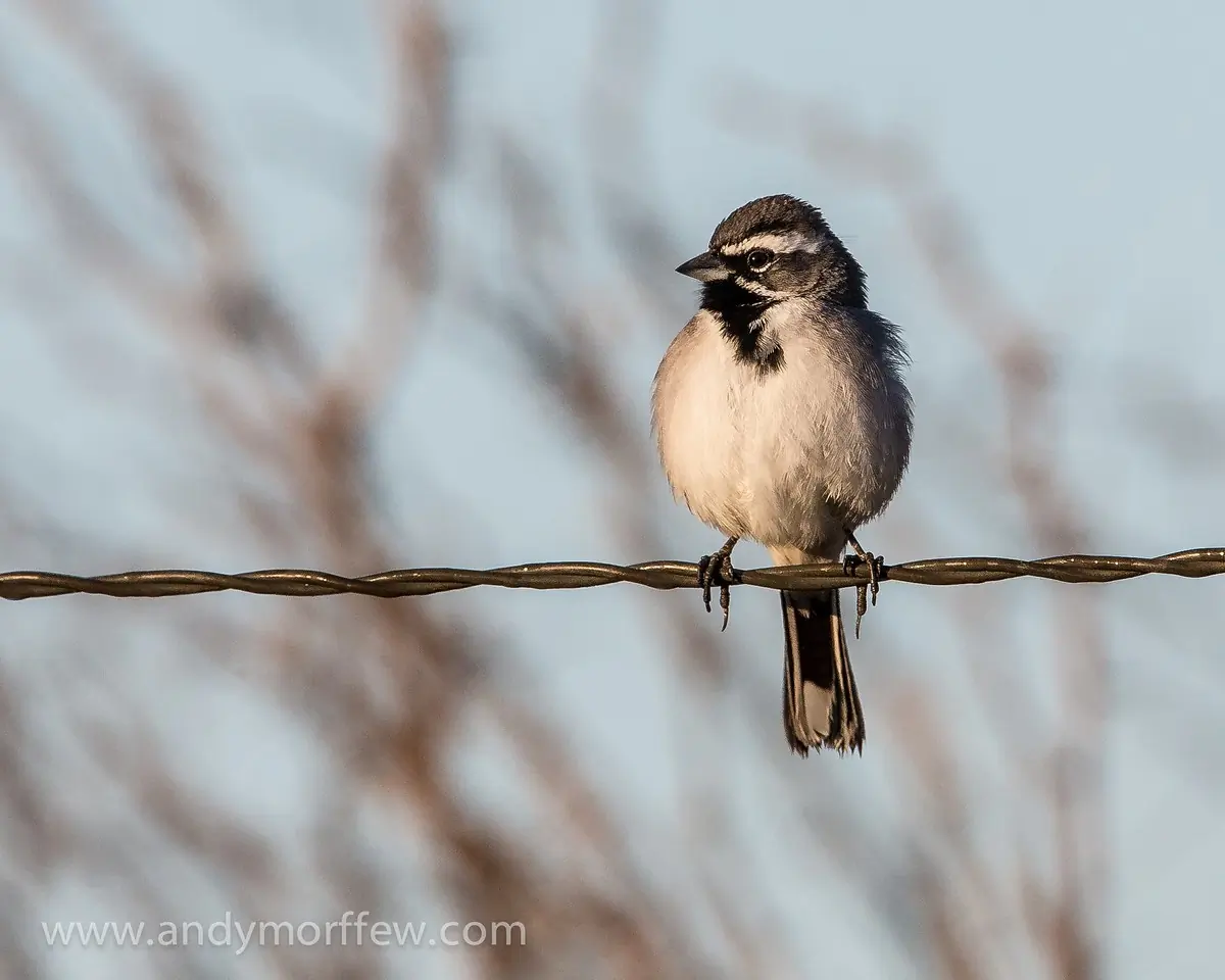 Black-throated sparrow