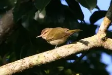 Black-whiskered vireo