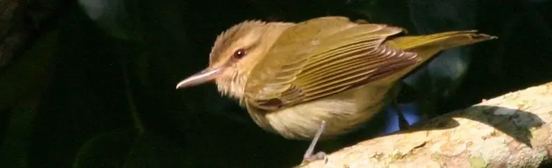 Black-whiskered vireo