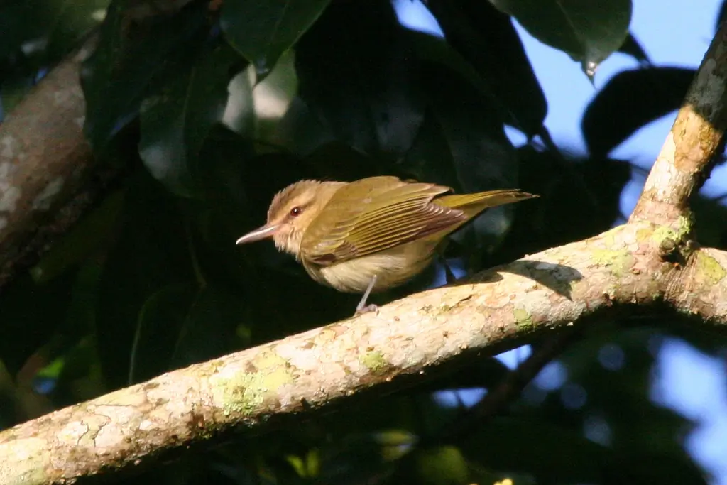 Black-whiskered vireo
