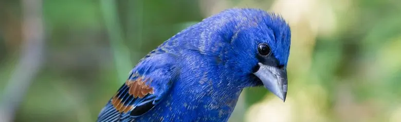 Blue grosbeak