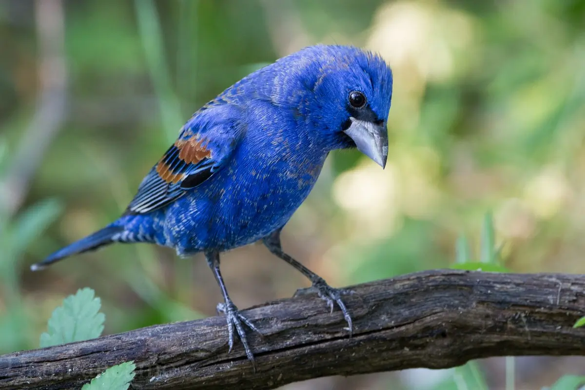 Blue grosbeak