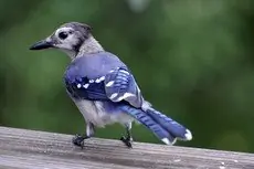 Blue jay