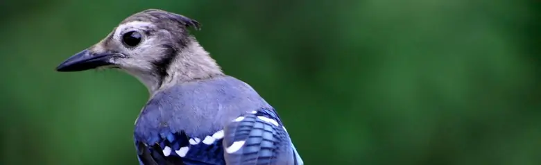 Blue jay