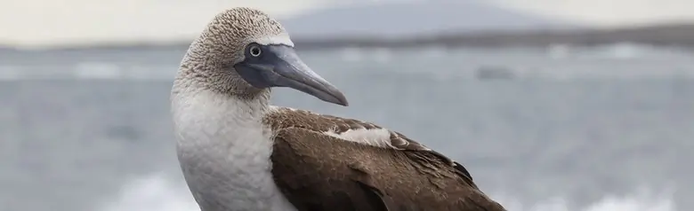 Blue-footed booby