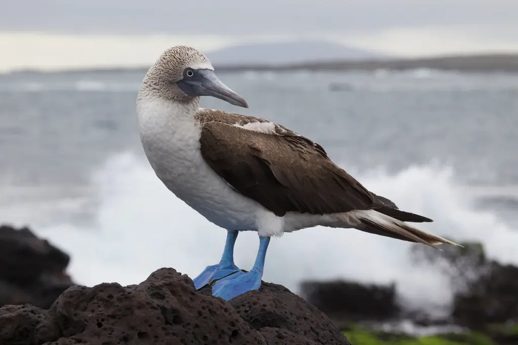 Blue-footed booby