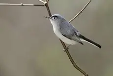 Blue-gray gnatcatcher