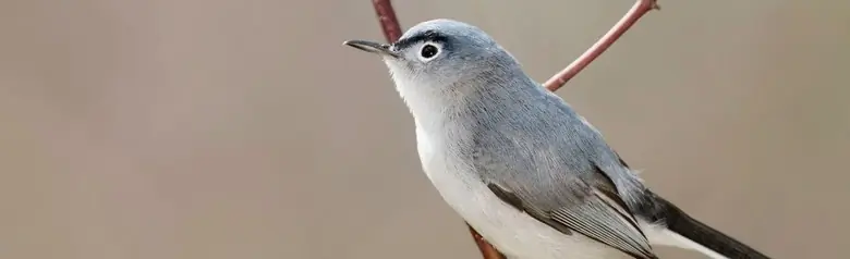 Blue-gray gnatcatcher