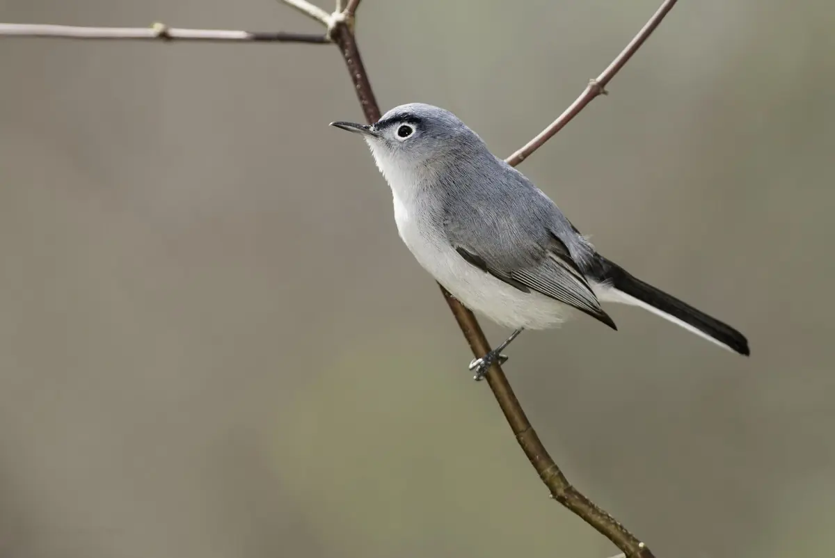 Blue-gray gnatcatcher