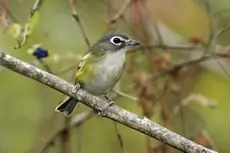 Blue-headed vireo