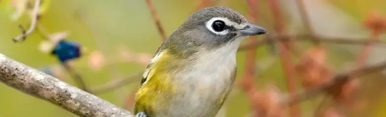 Blue-headed vireo