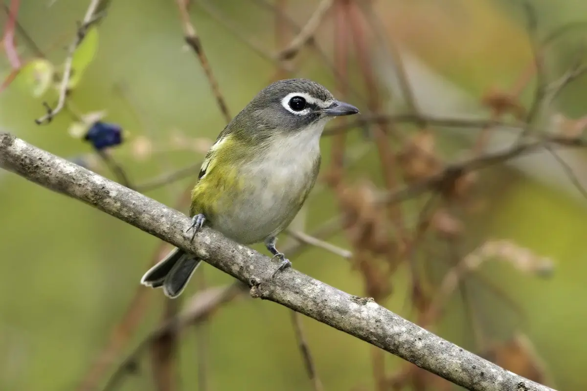 Blue-headed vireo
