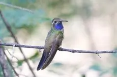 Blue-throated hummingbird