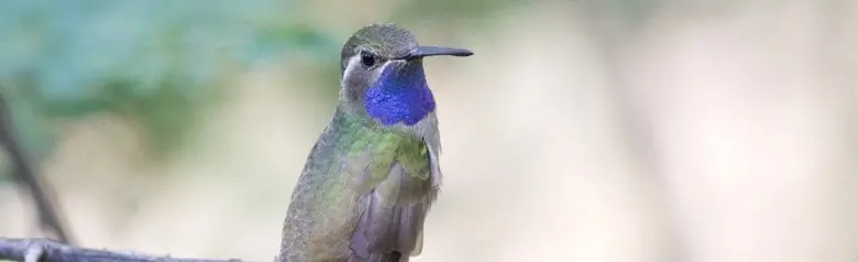 Blue-throated hummingbird