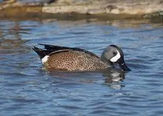 Blue-winged teal