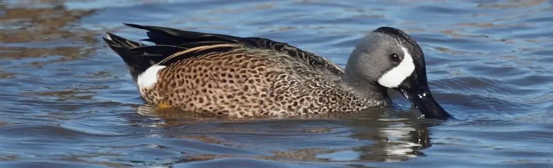 Blue-winged teal
