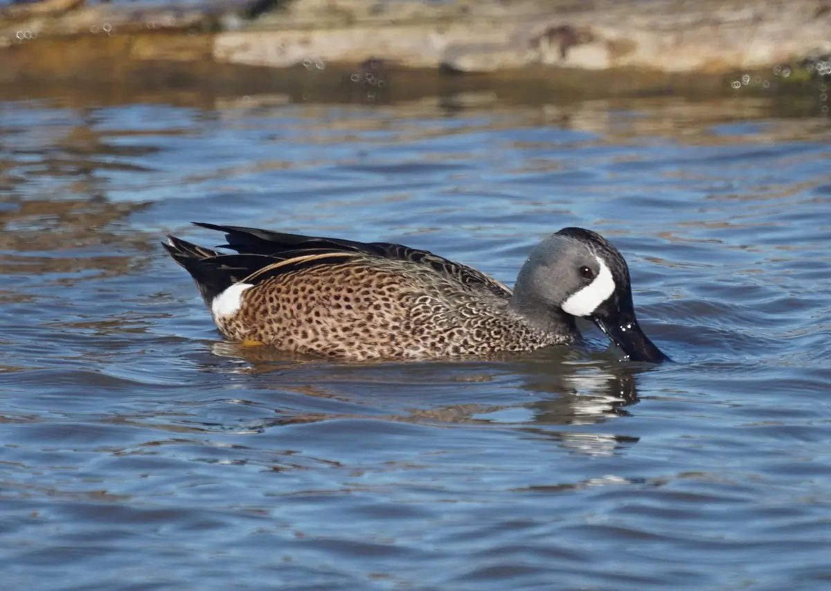 Blue-winged teal