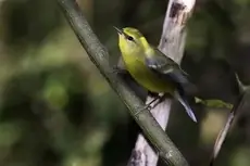 Blue-winged warbler