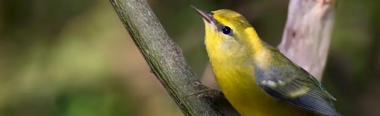Blue-winged warbler