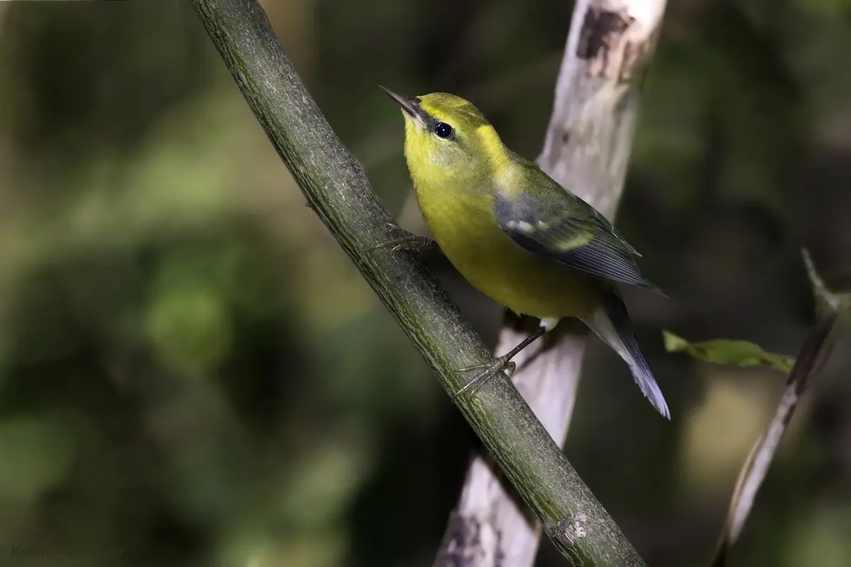 Blue-winged warbler