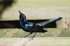 Boat-tailed grackle