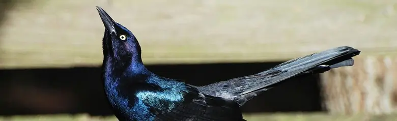 Boat-tailed grackle